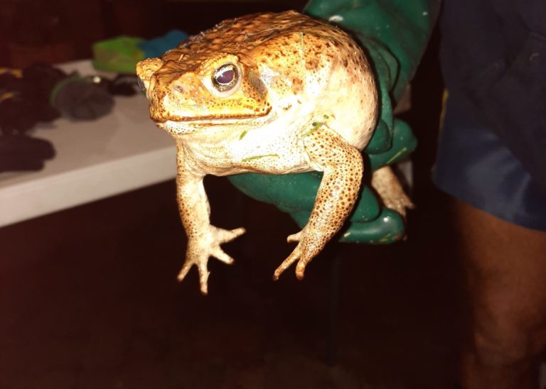 Projects Boonah and District Landcare