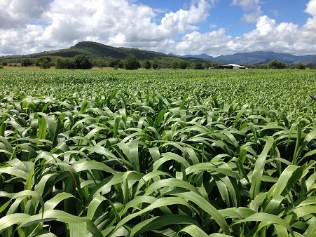 Boonah And District Landcare – Queensland’s Scenic Rim