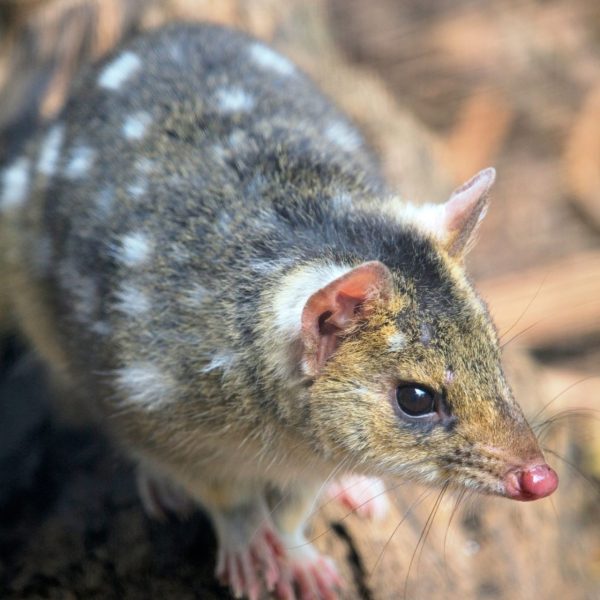 Tiger quoll