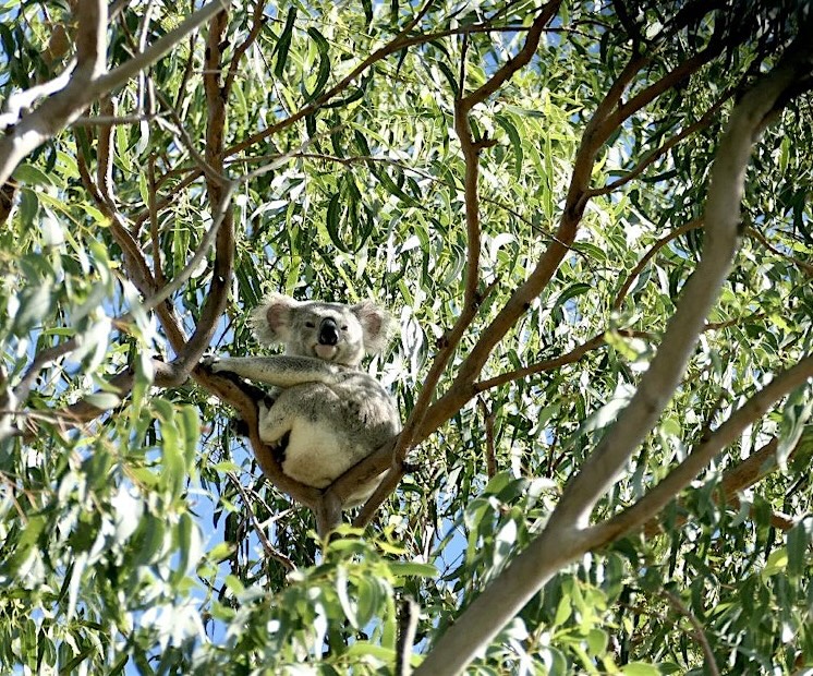 Boonah and District Landcare