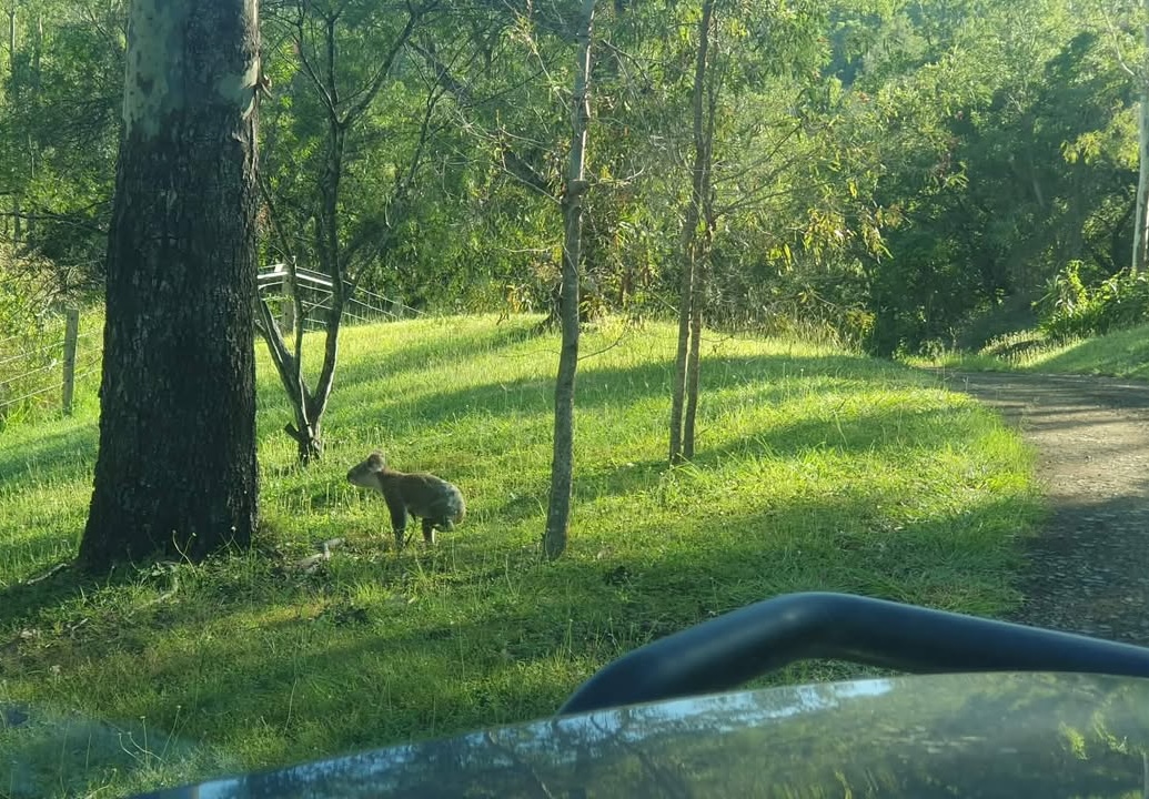 Boonah and District Landcare
